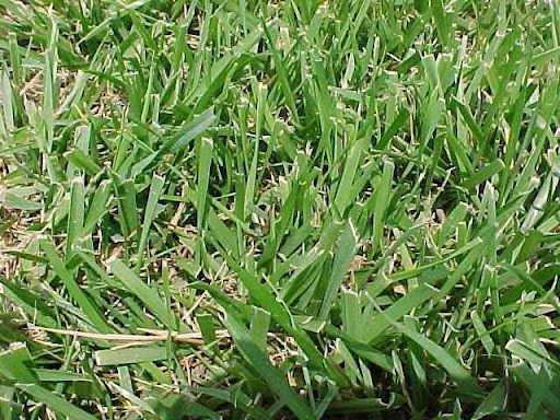 Tall Fescue lawn
